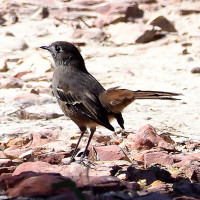 Southern Scrub-Robin